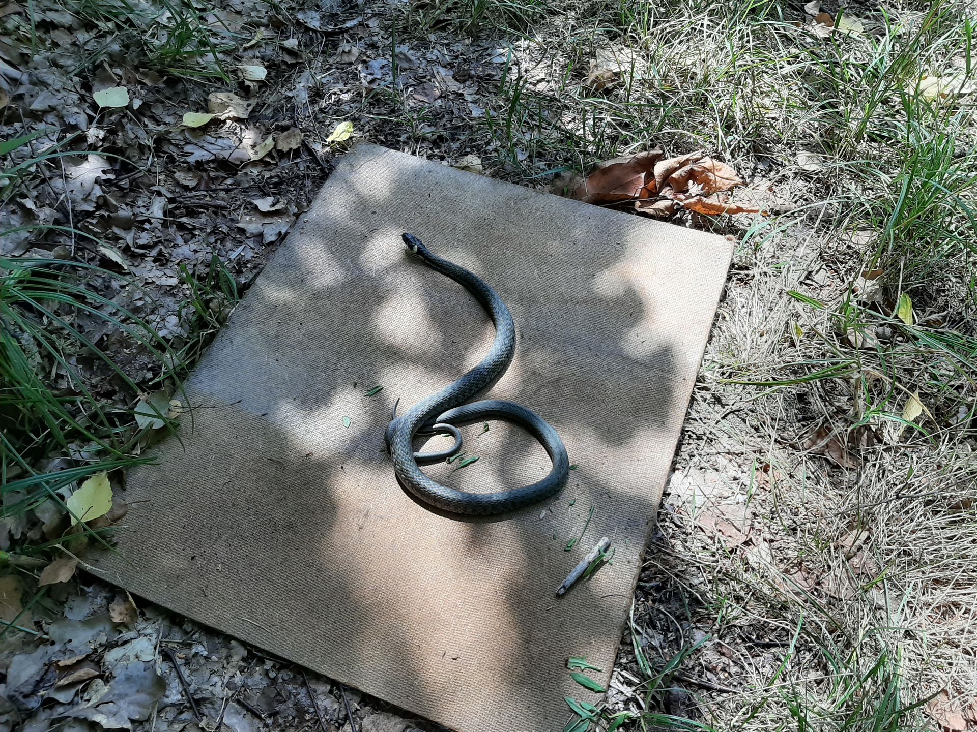 Zdjęcie węża