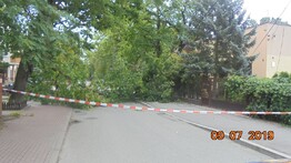 Przewrócone drzewo na ul. Grudowskiej - grafika