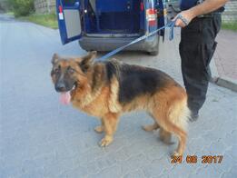 Pies znaleziony przy ul. Turczynek - grafika